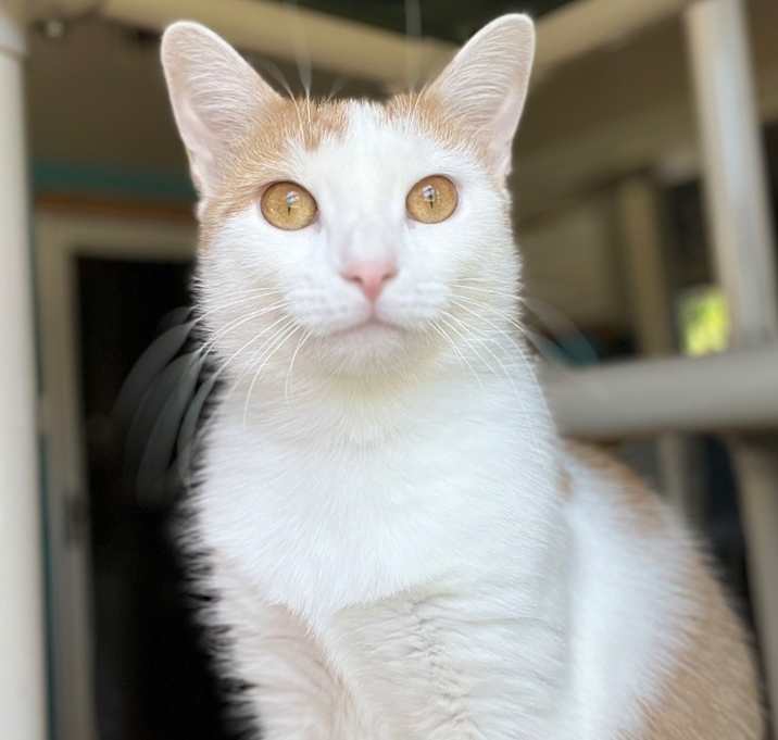 Photo of Venus