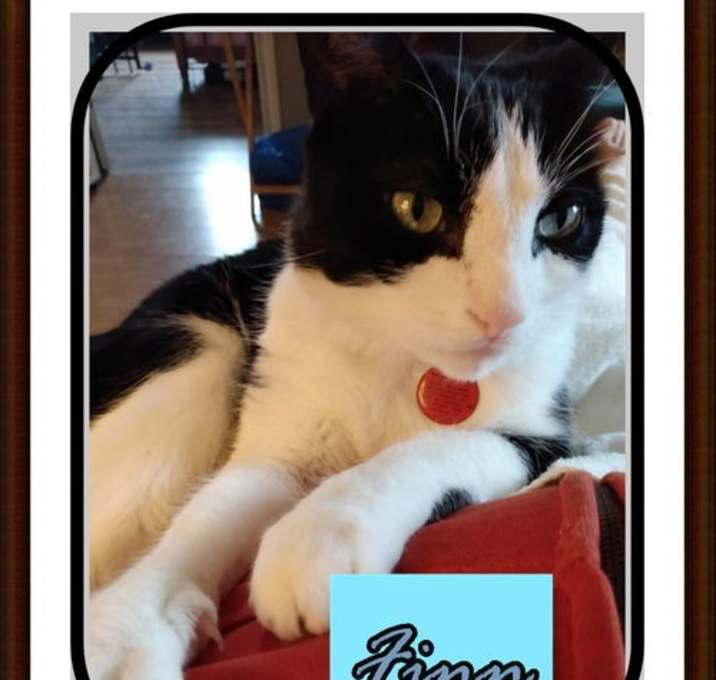 Photo of FINN