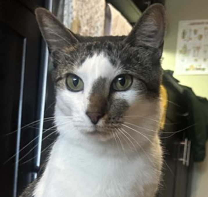 Photo of ANGIE - Sweet Tabby Mix - FIV/Sec. Chance