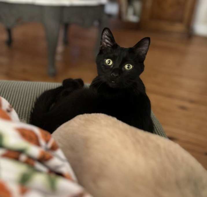Photo of Lil Bear