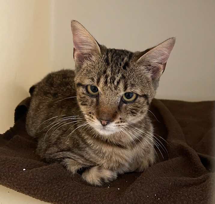 Photo of Caspian
