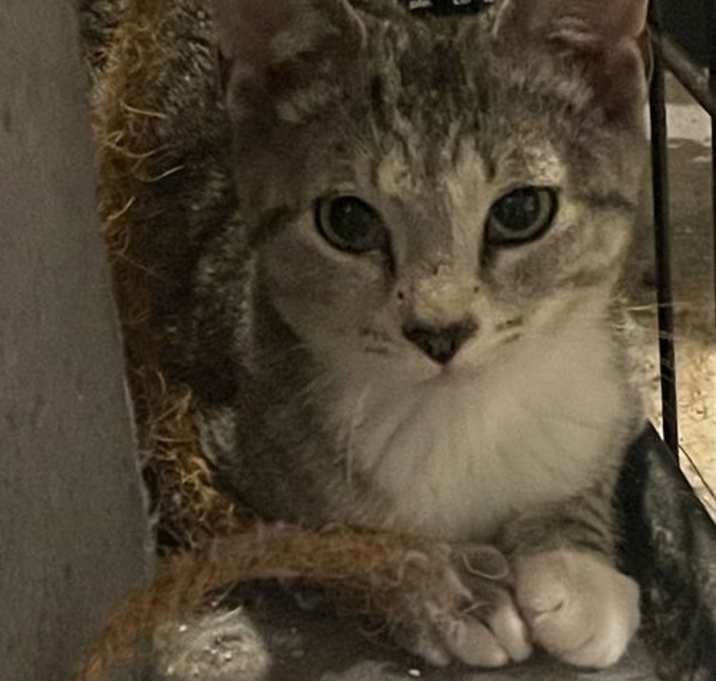 Photo of Dorito