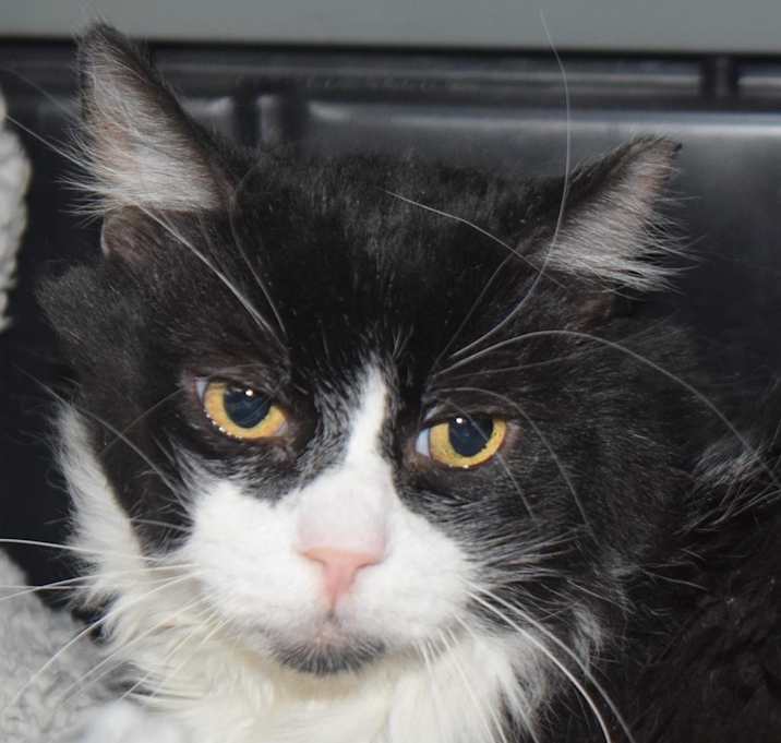 Photo of Buddy