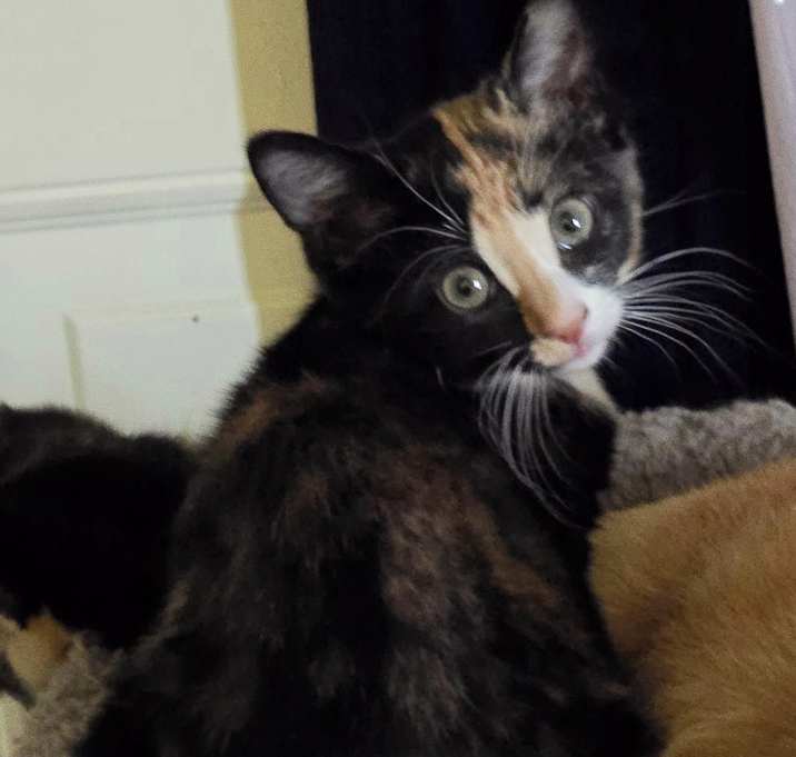 Photo of Annie