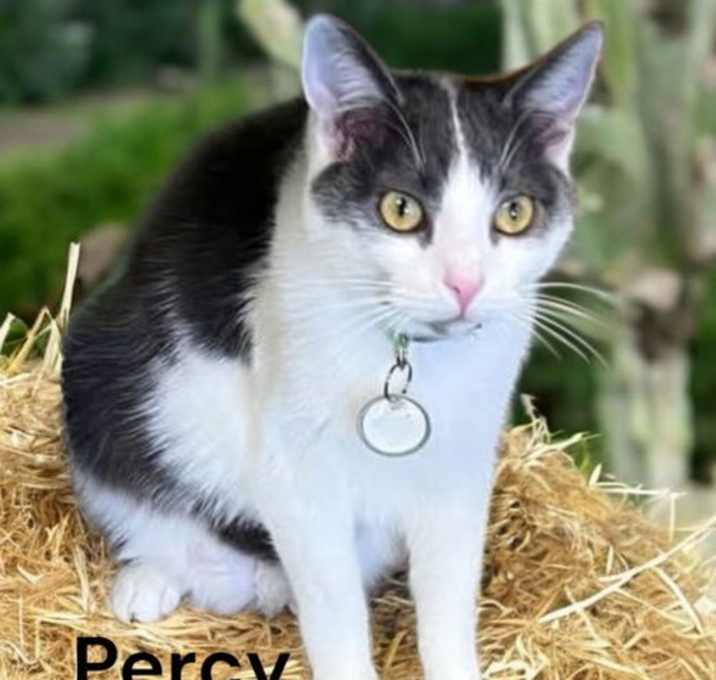 Photo of Percy