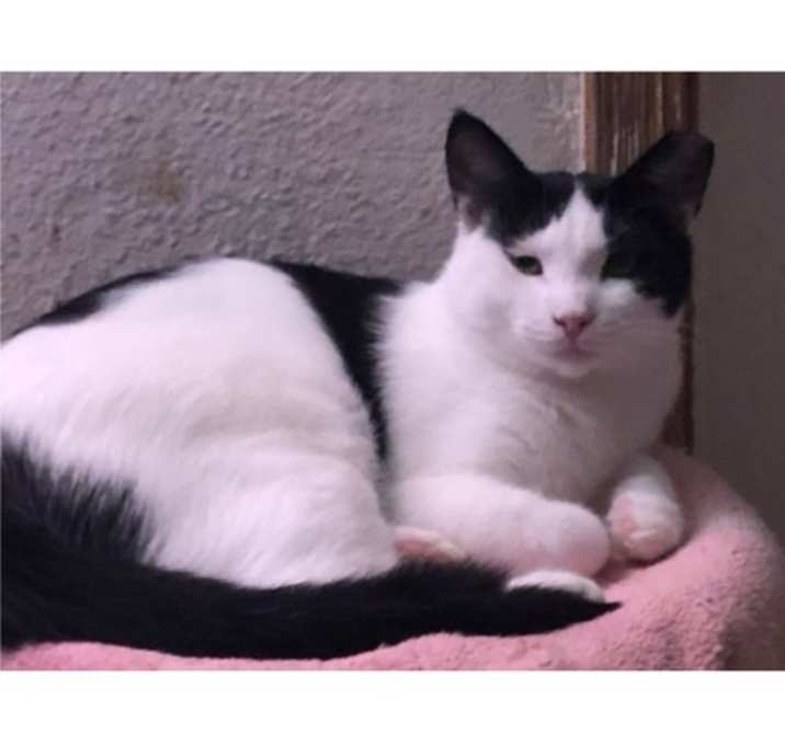 Photo of Frankie - Courtesy Post