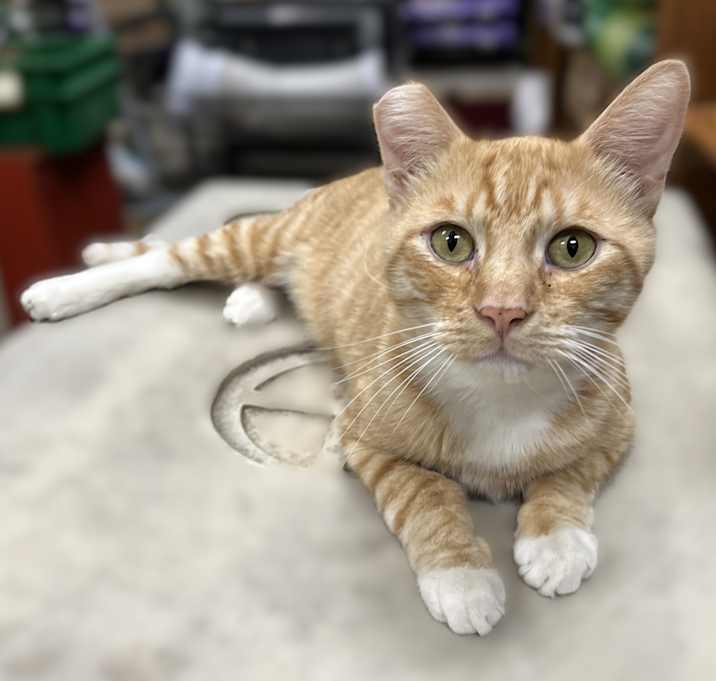 Photo of Ceasar