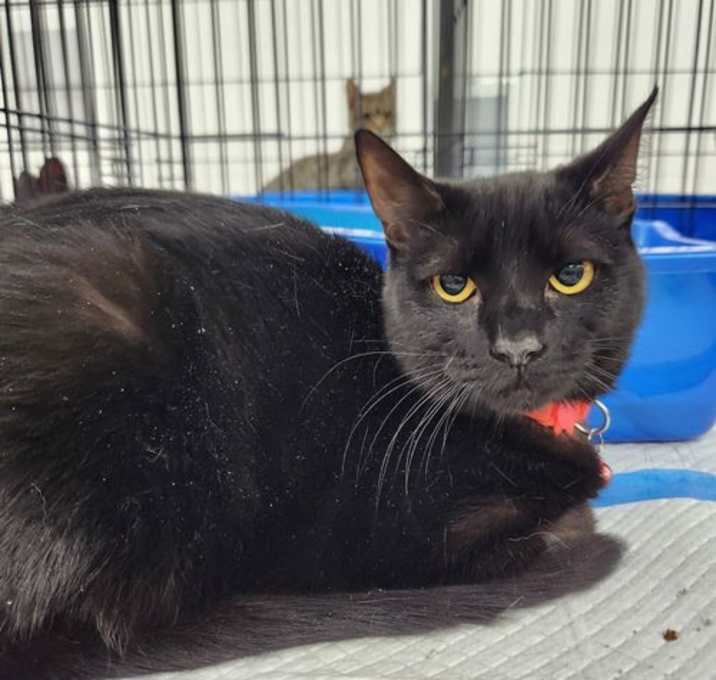 Photo of Maleficient