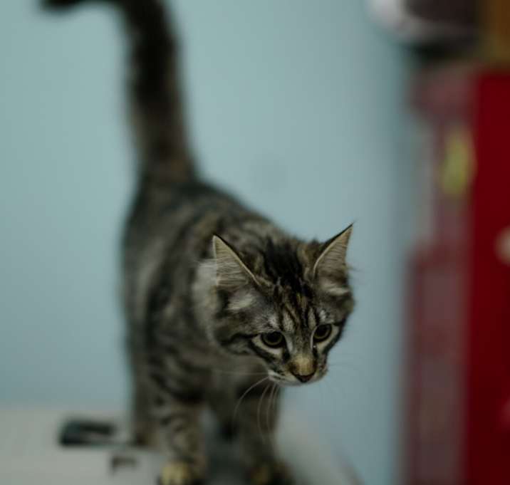 Photo of Mor