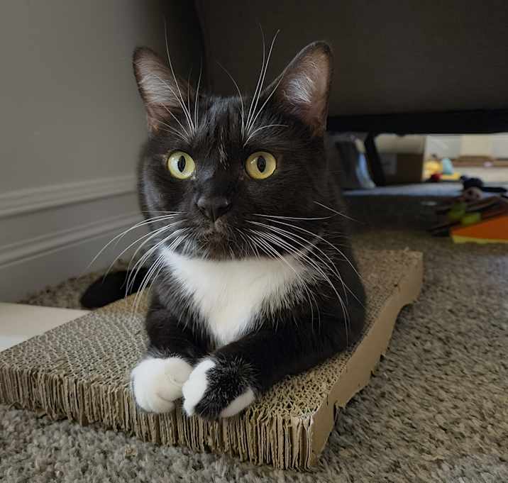 Photo of Joanie