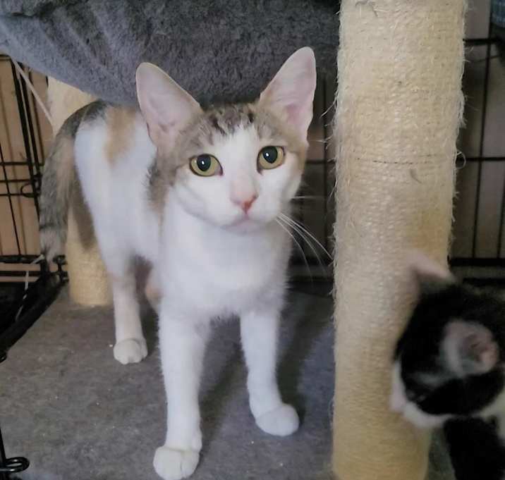Photo of AURORA