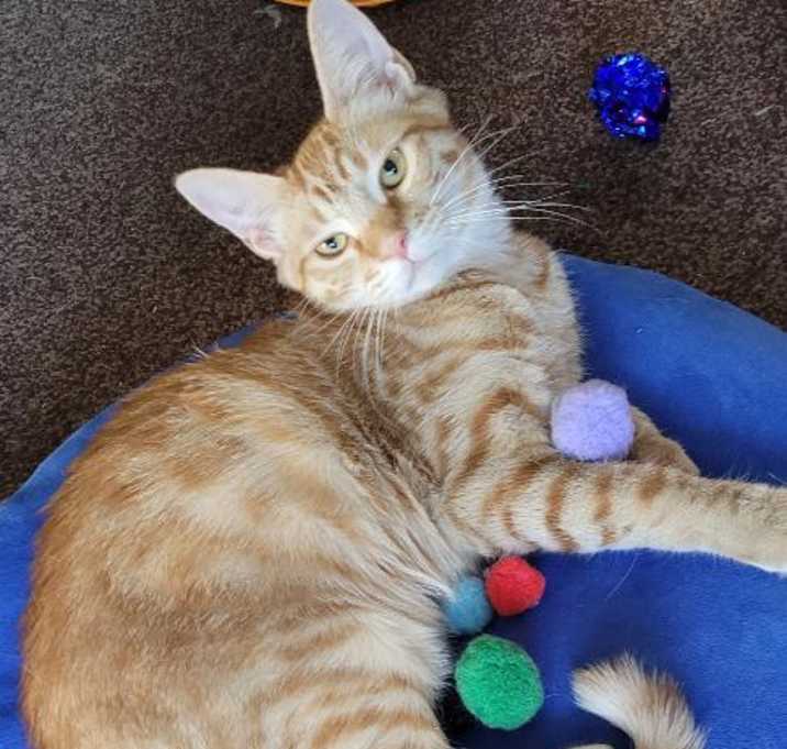 Photo of SAMPSON