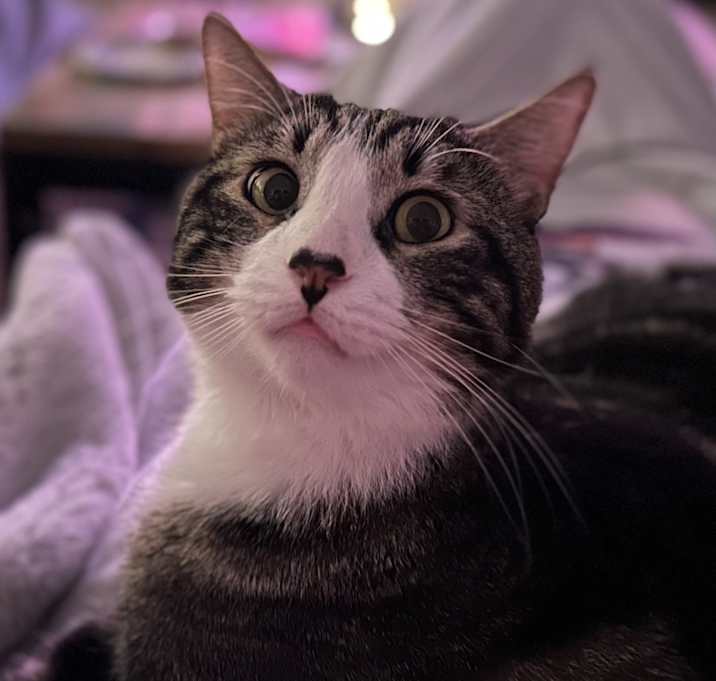 Photo of Mischief