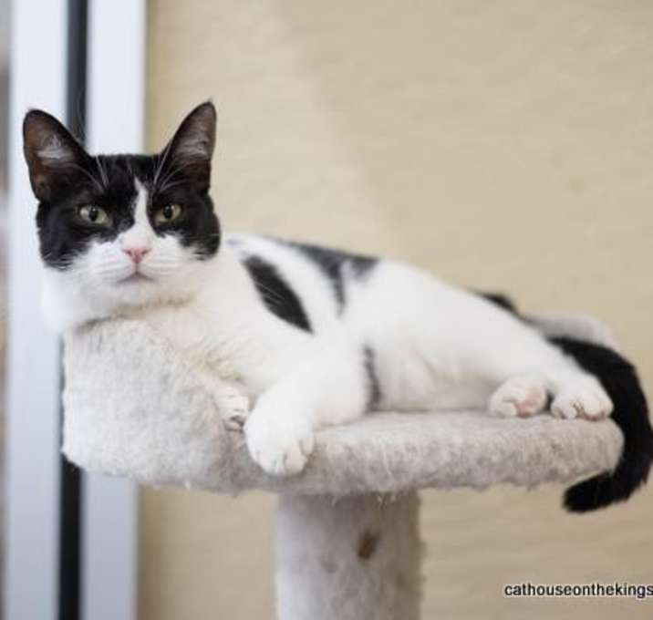 Photo of Petunia
