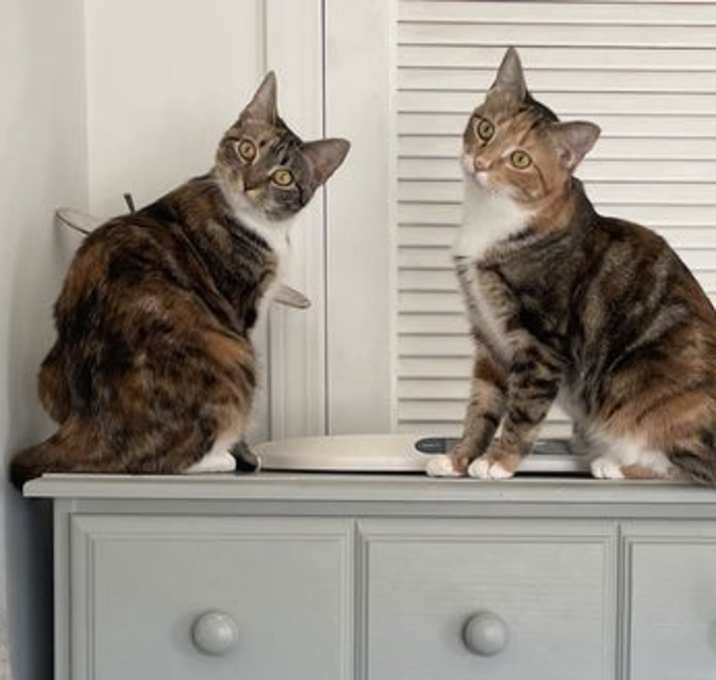 Photo of Arugula