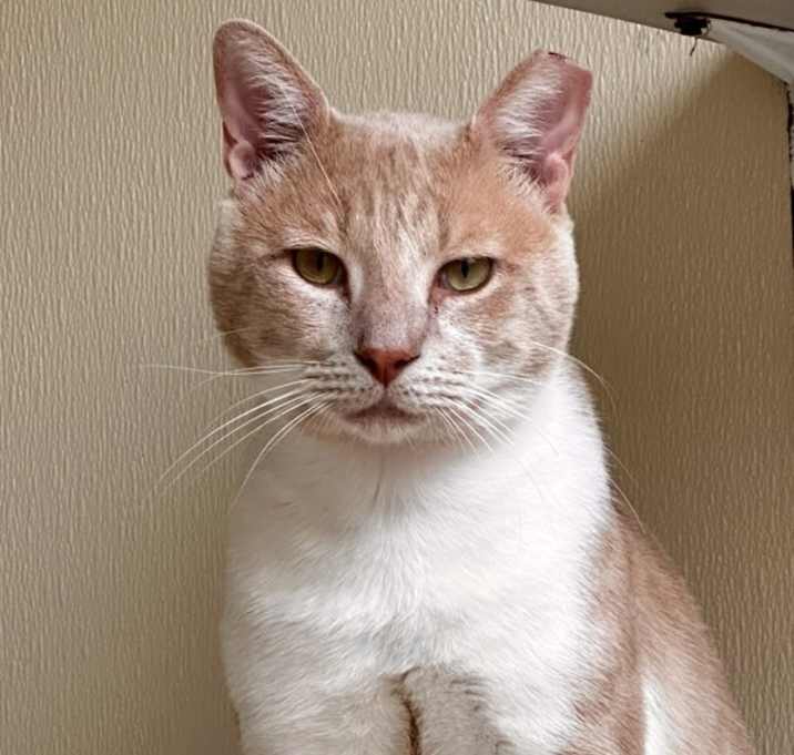 Photo of Creamsicle Boi