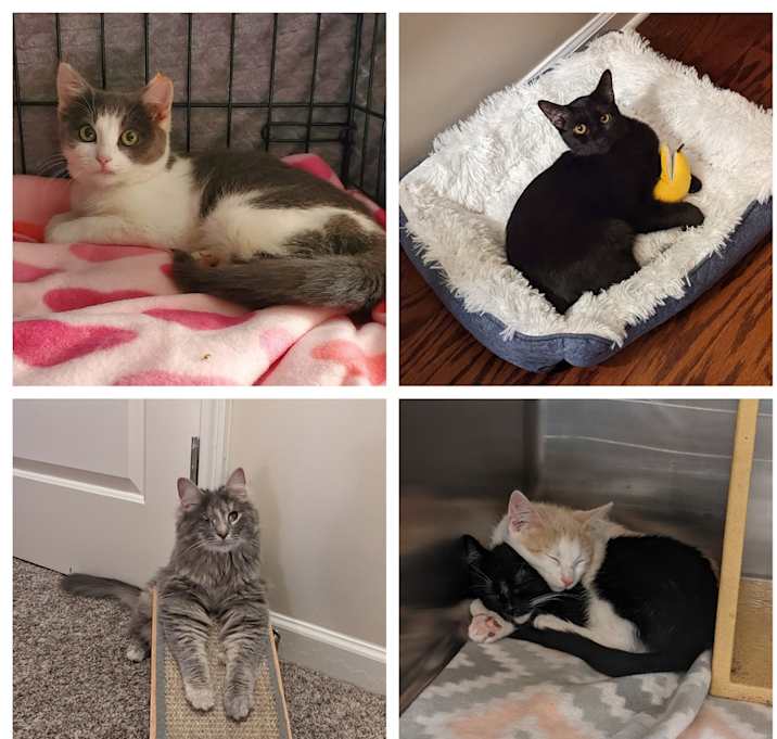 Photo of A-Apply to Adopt