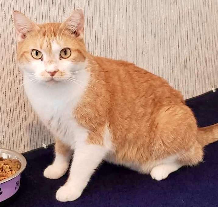 Photo of Cheddar