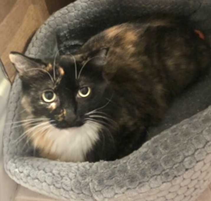 Photo of Penelope (long fur)