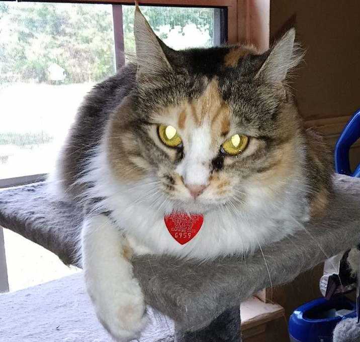 Photo of NALA
