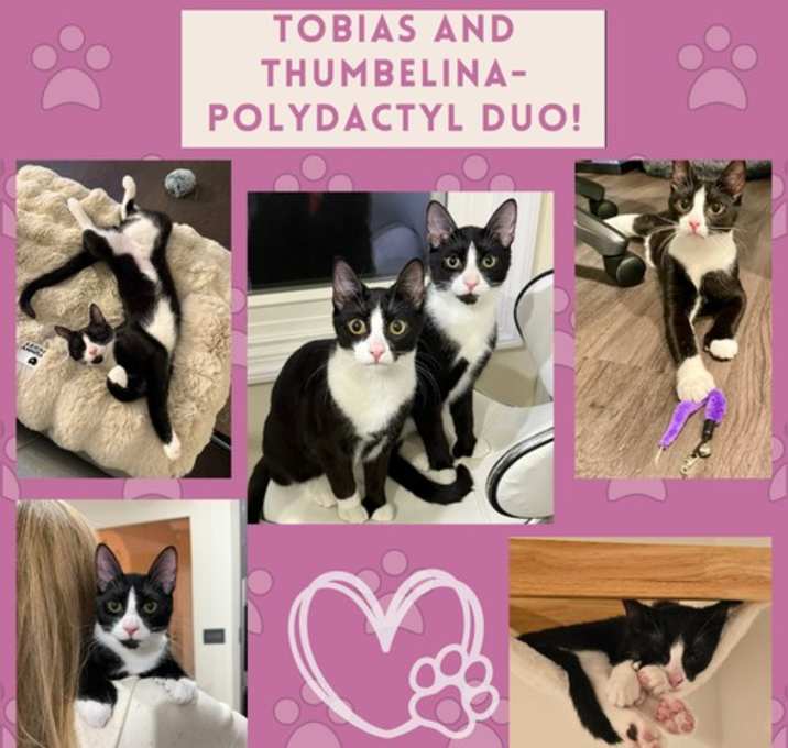 Photo of Thumbelina and Tobias - Polydactyl duo!