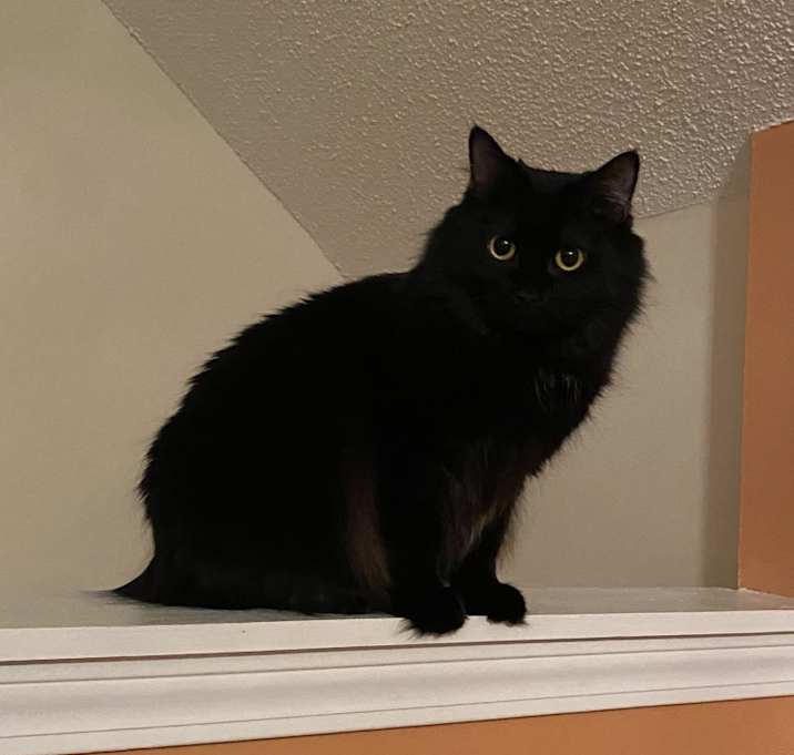 Photo of Kai