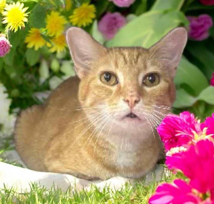 Photo of Griffin
