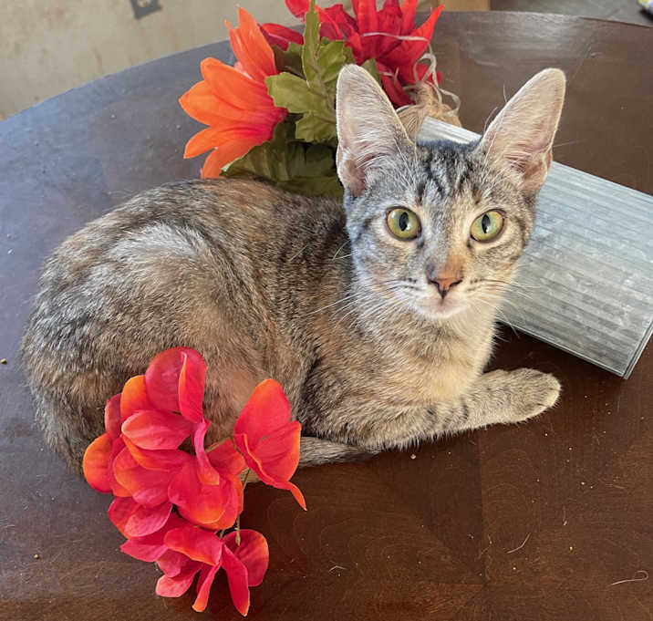 Photo of Tabby