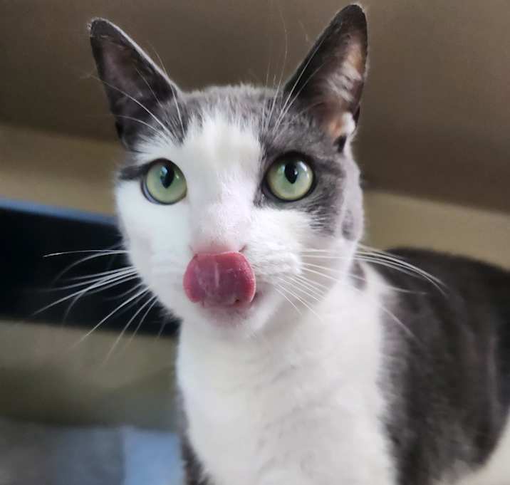 Photo of Oreo