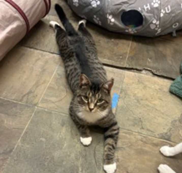 Photo of Rex