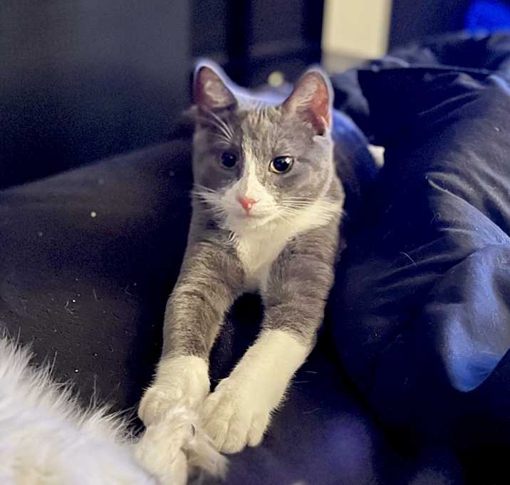 Photo of Smokey