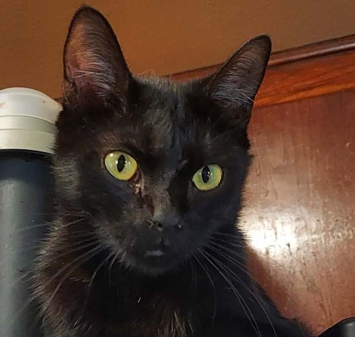 Photo of Juniper