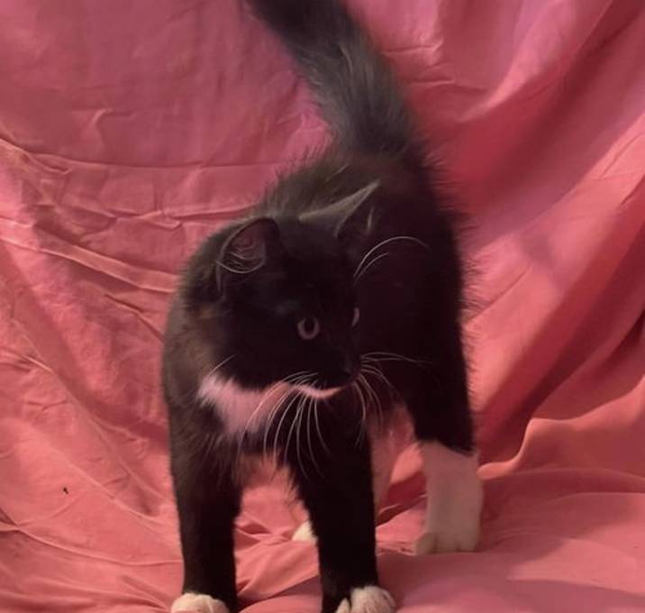 Photo of Ace/ADOPTED