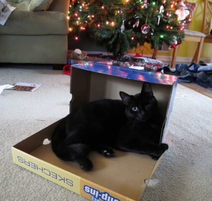 Photo of Ebony- special needs one eye