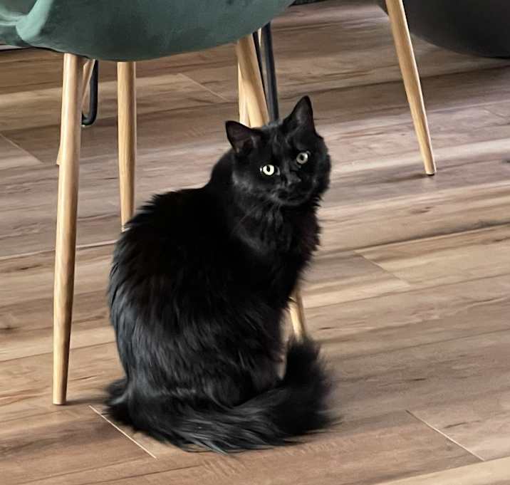Photo of Theo