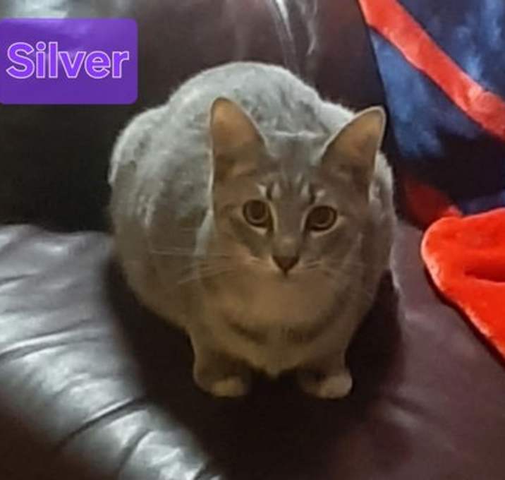 Photo of Silver