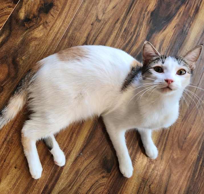 Photo of Princess Kitty