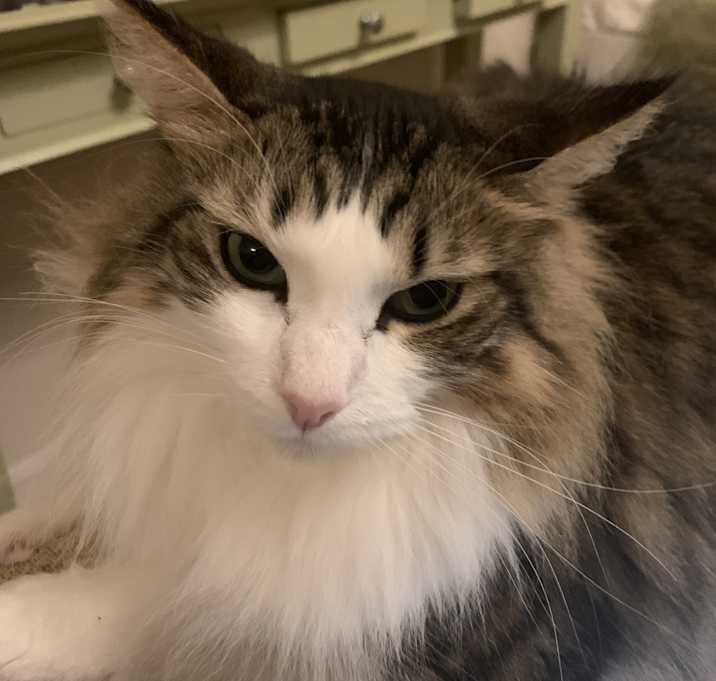 Photo of Lilykoi