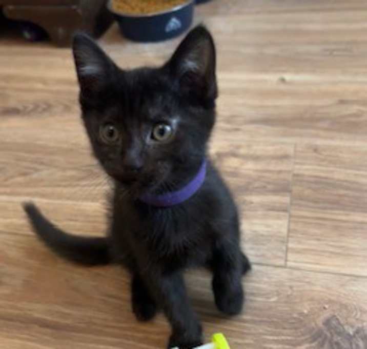 Photo of Jetta