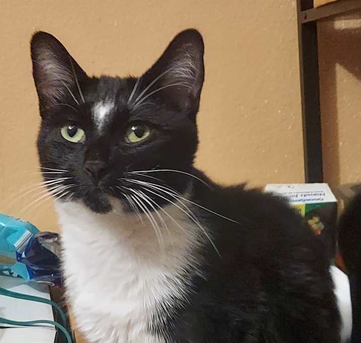 Photo of Herbie