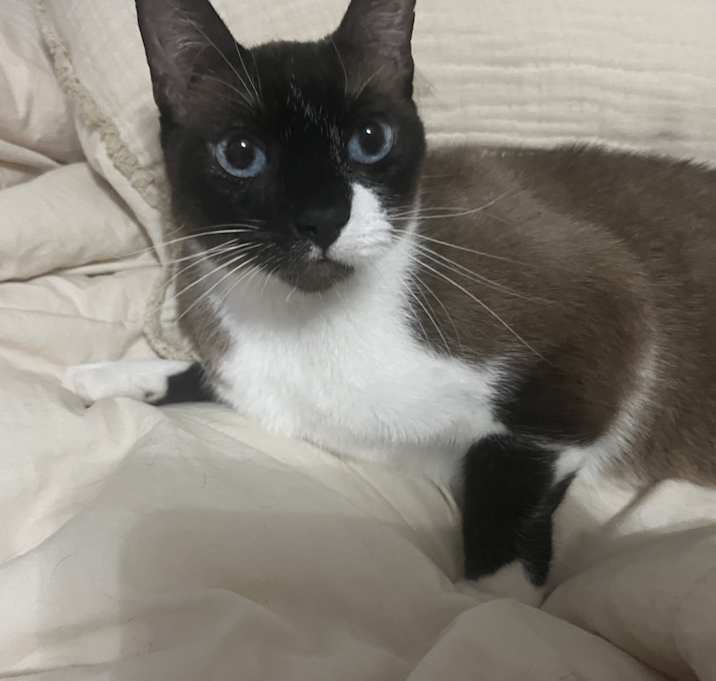 Photo of Kitty