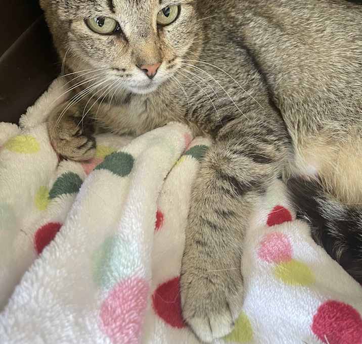 Photo of Penny