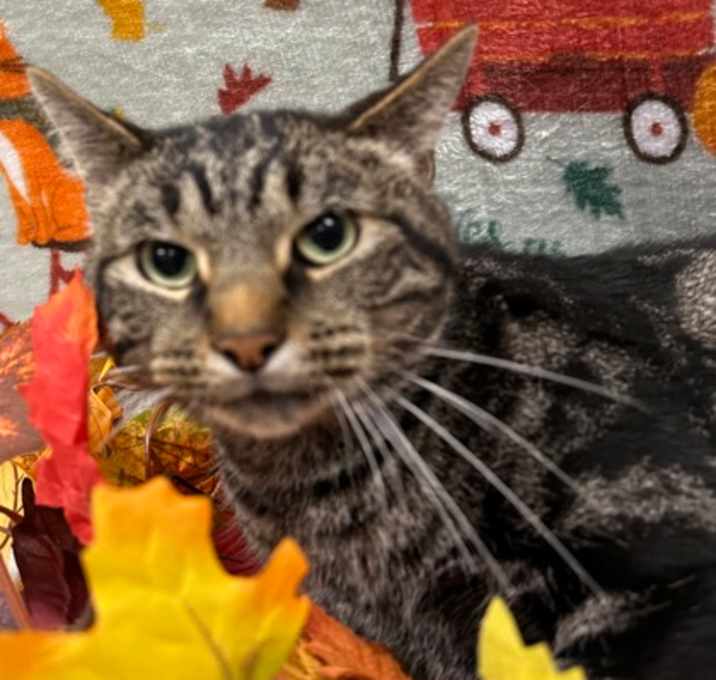 Photo of Chester-FIV+
