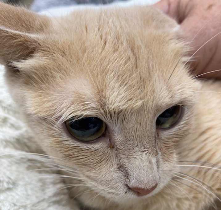 Photo of Gingersnap