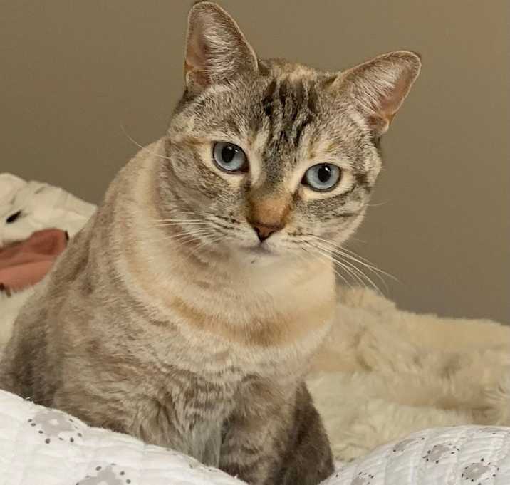 Photo of Pepper (Courtesy Post)
