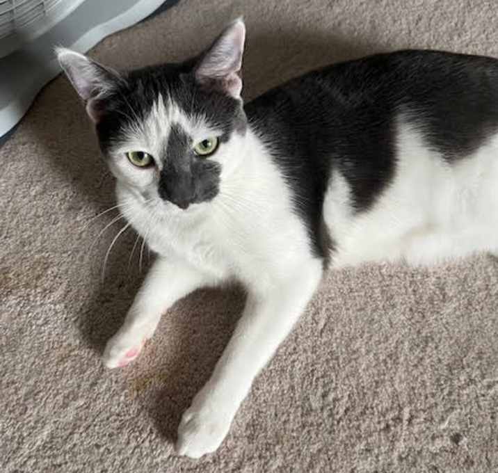 Photo of Waffles