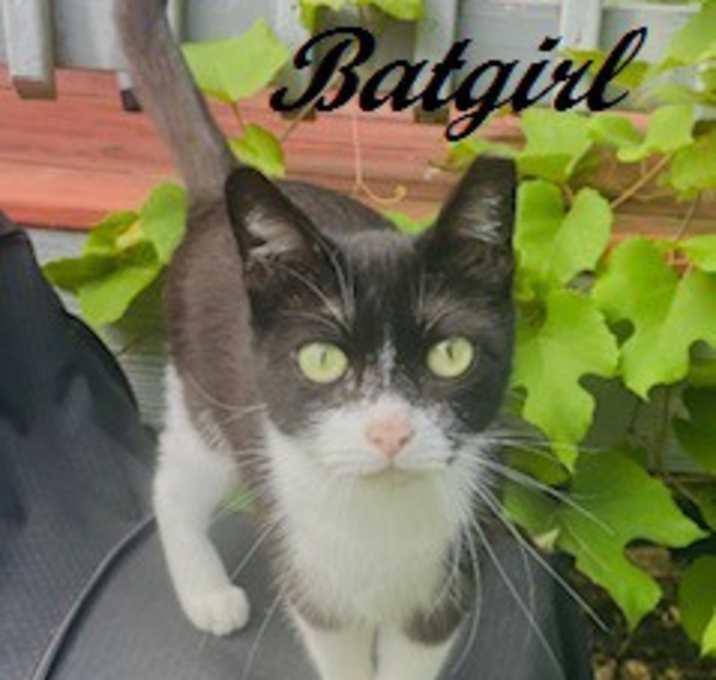 Photo of Batgirl