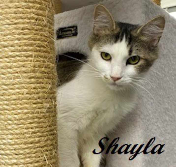 Photo of Shayla