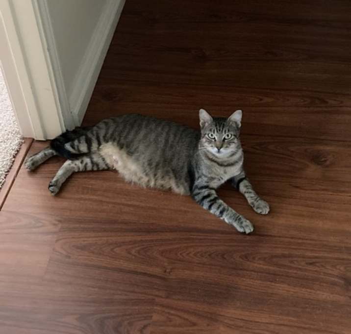 Photo of Tigger