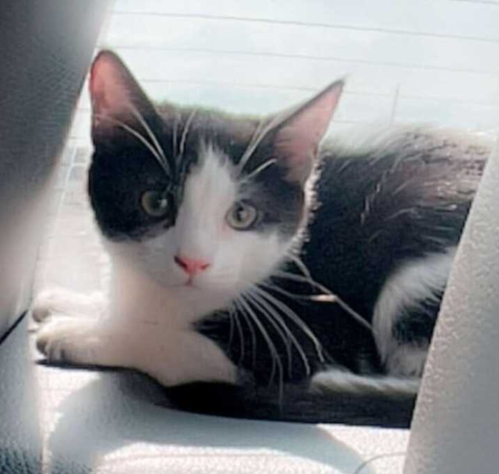 Photo of Sylvester